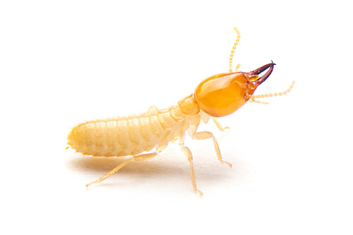 A termite that would be treated in termite control
