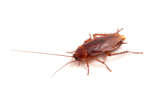 A Cockroach- A Common Texas Pest
